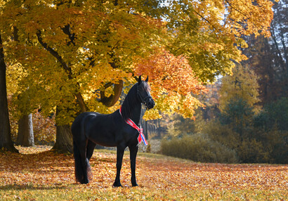 Podzimní nádhera | © Eliška Vachalová