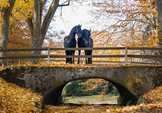 Historický mostek u západního průčelí  | © Eliška Vachalová