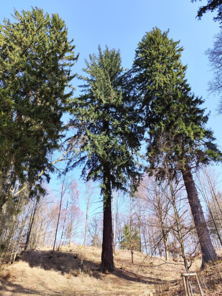 Douglaska tisolistá | © Štefan Brštiak