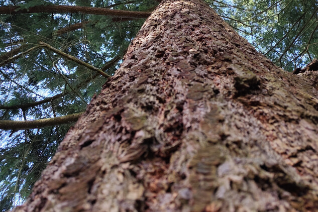 Douglaska tisolistá | © Štefan Brštiak