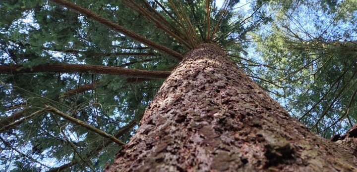 Douglaska tisolistá | © Štefan Brštiak