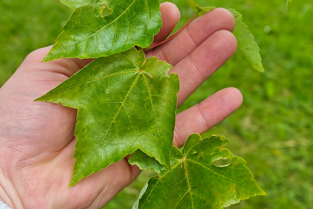 javor červený (Acer rubrum) | © Štefan Brštiak
