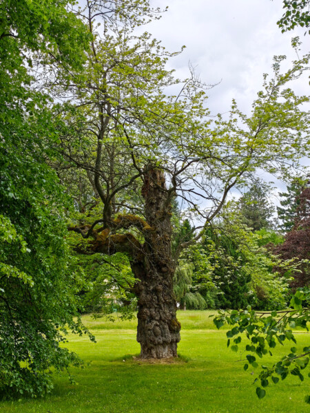 javor červený (Acer rubrum) | © Štefan Brštiak