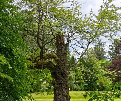 javor červený (Acer rubrum) | © Štefan Brštiak