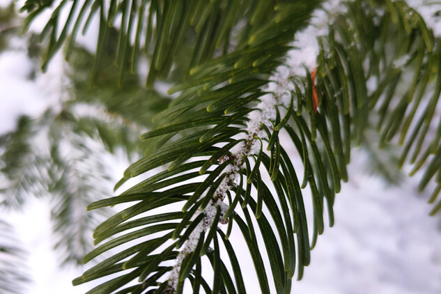 jedle obrovská | © Štefan Brštiak