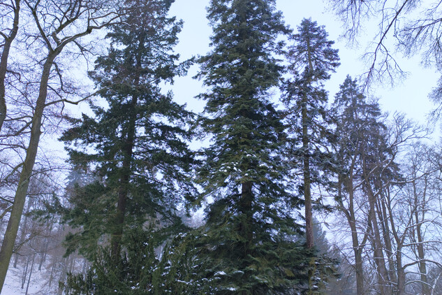 jedle obrovská | © Štefan Brštiak