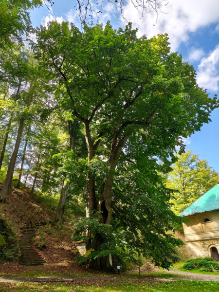 "Stoletá lípa" - Lípa velkolistá | © Štefan Brštiak