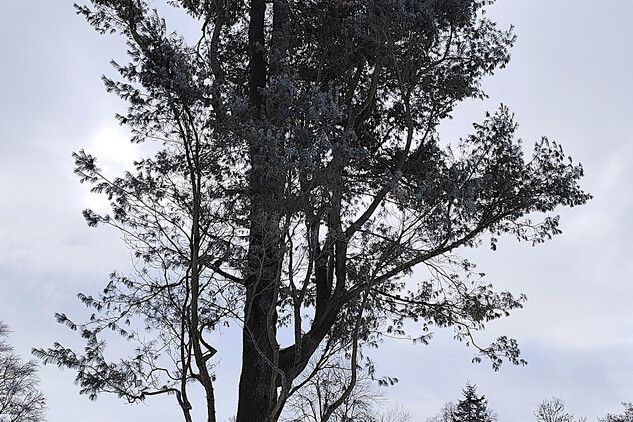 borovice vejmutovka (Pinus strobus) | © Štefan Brštiak