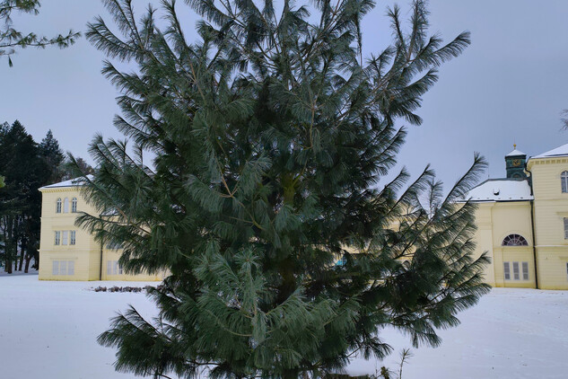 borovice vejmutovka (Pinus strobus) | © Štefan Brštiak