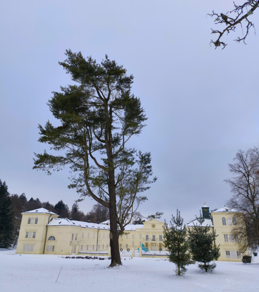 borovice vejmutovka (Pinus strobus) | © Štefan Brštiak