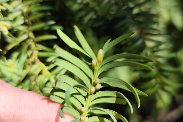 tis červený (Taxus bacata) | © Štefan Brštiak